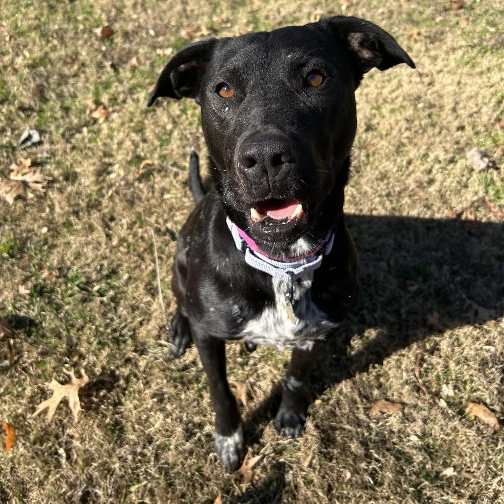 Enlarge Chrysa, a Adoptable Mixed Breed in Auburn, AL image 6/6