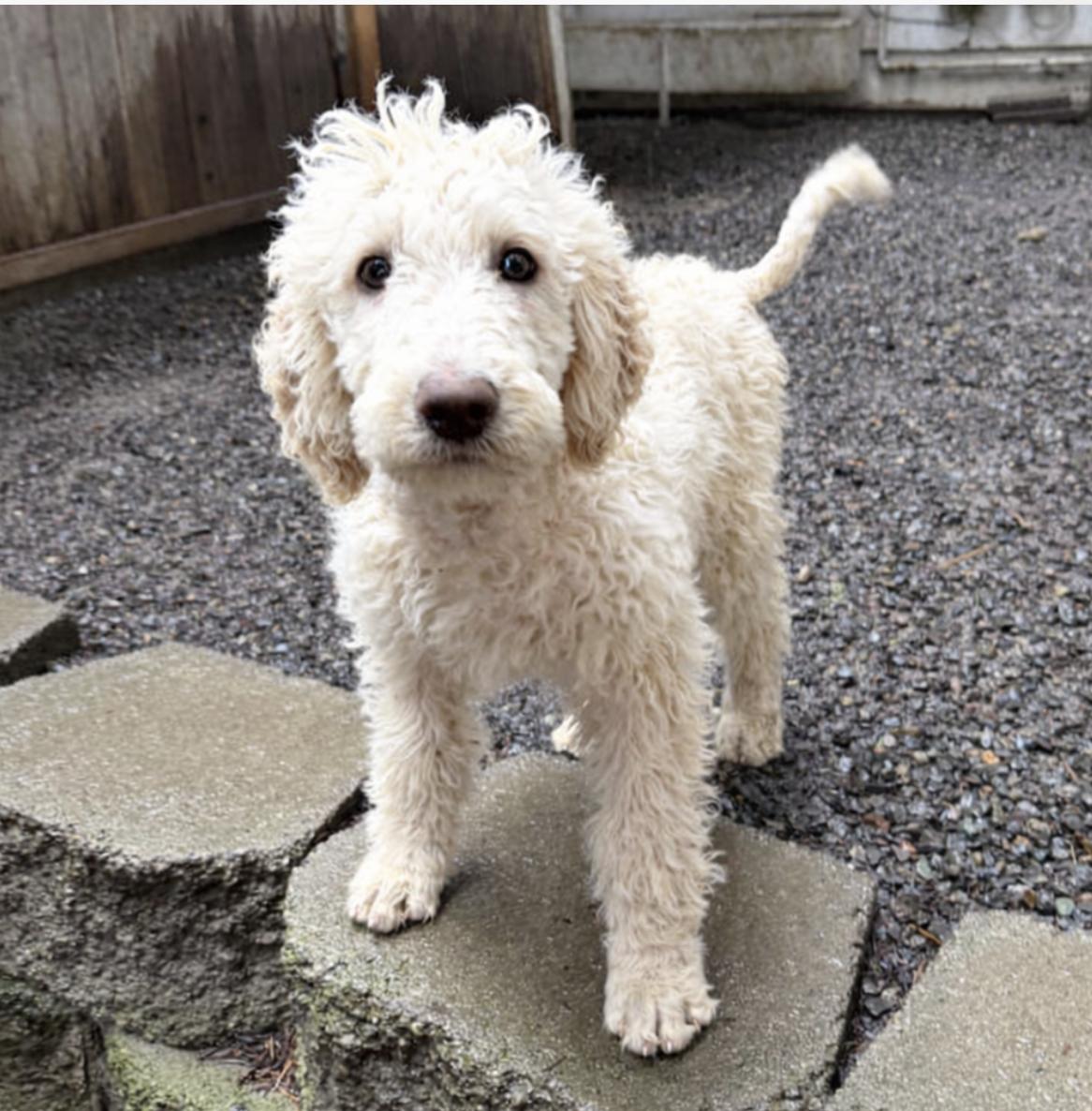 Chester, adopted, Puppy Male Standard Poodle.