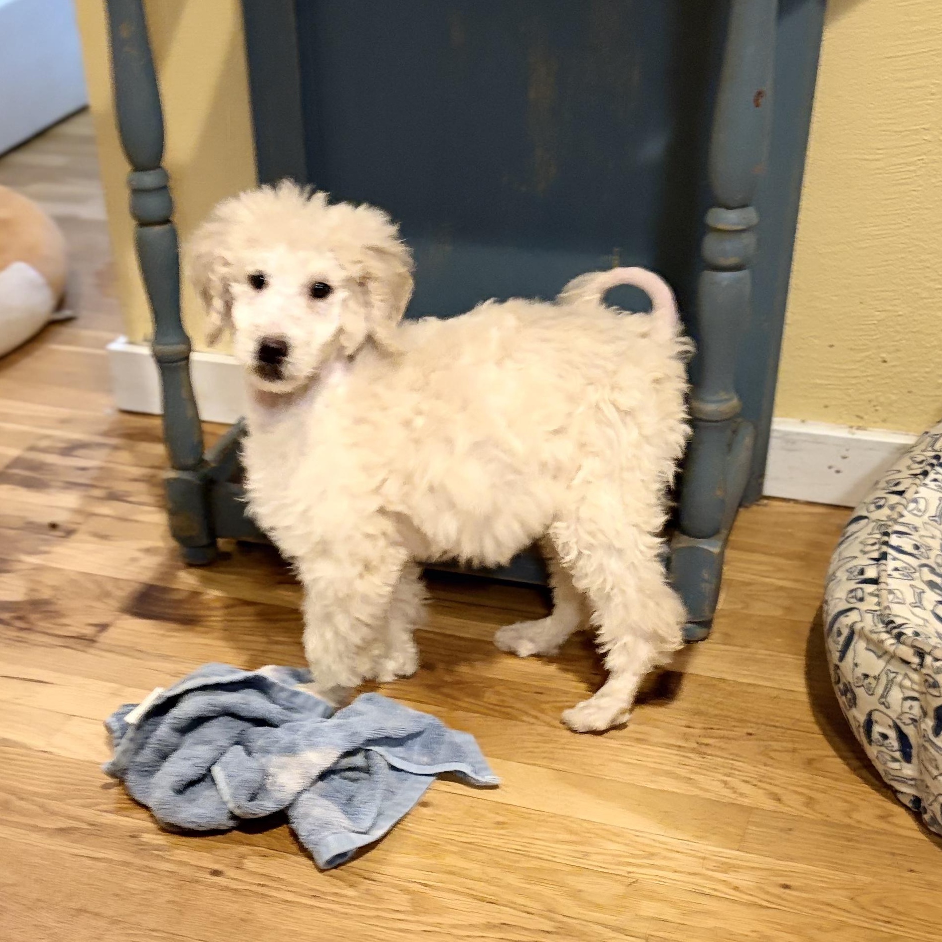 Chester, ADOPTABLE, Puppy Male Standard Poodle.