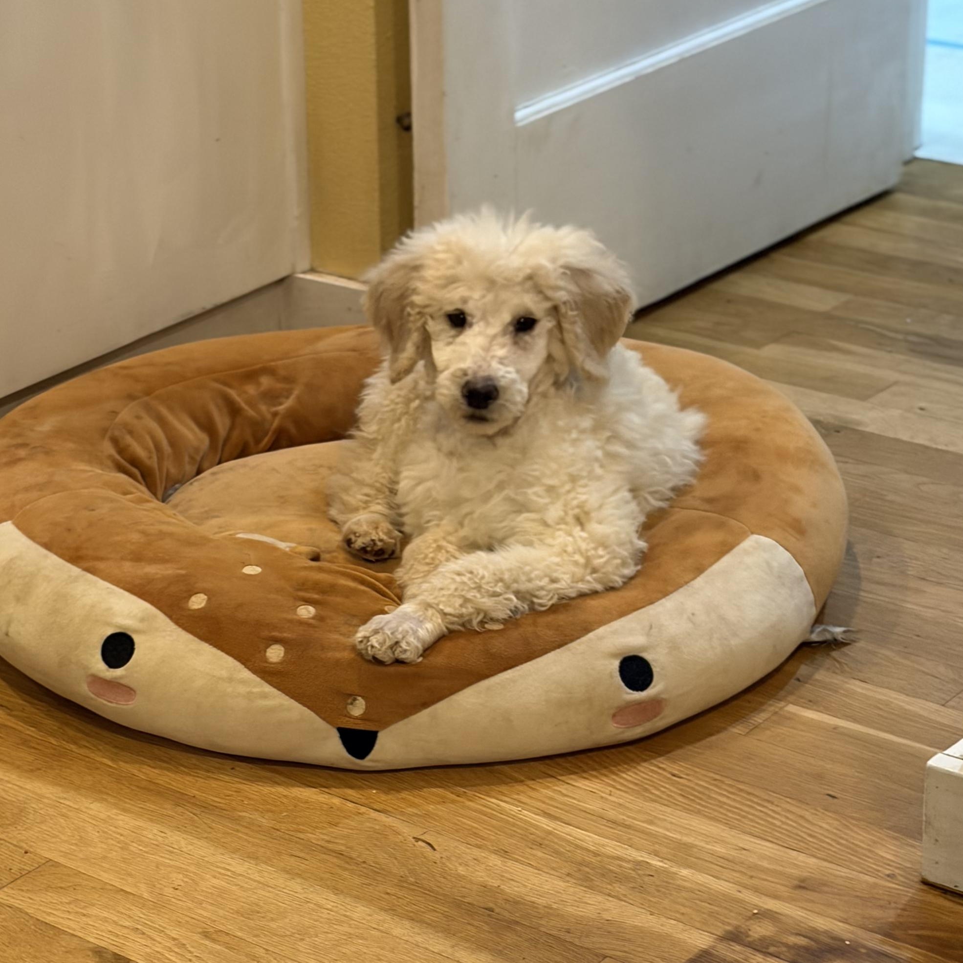 Chester, a ADOPTABLE Standard Poodle in Puyallup, WA image 3/3