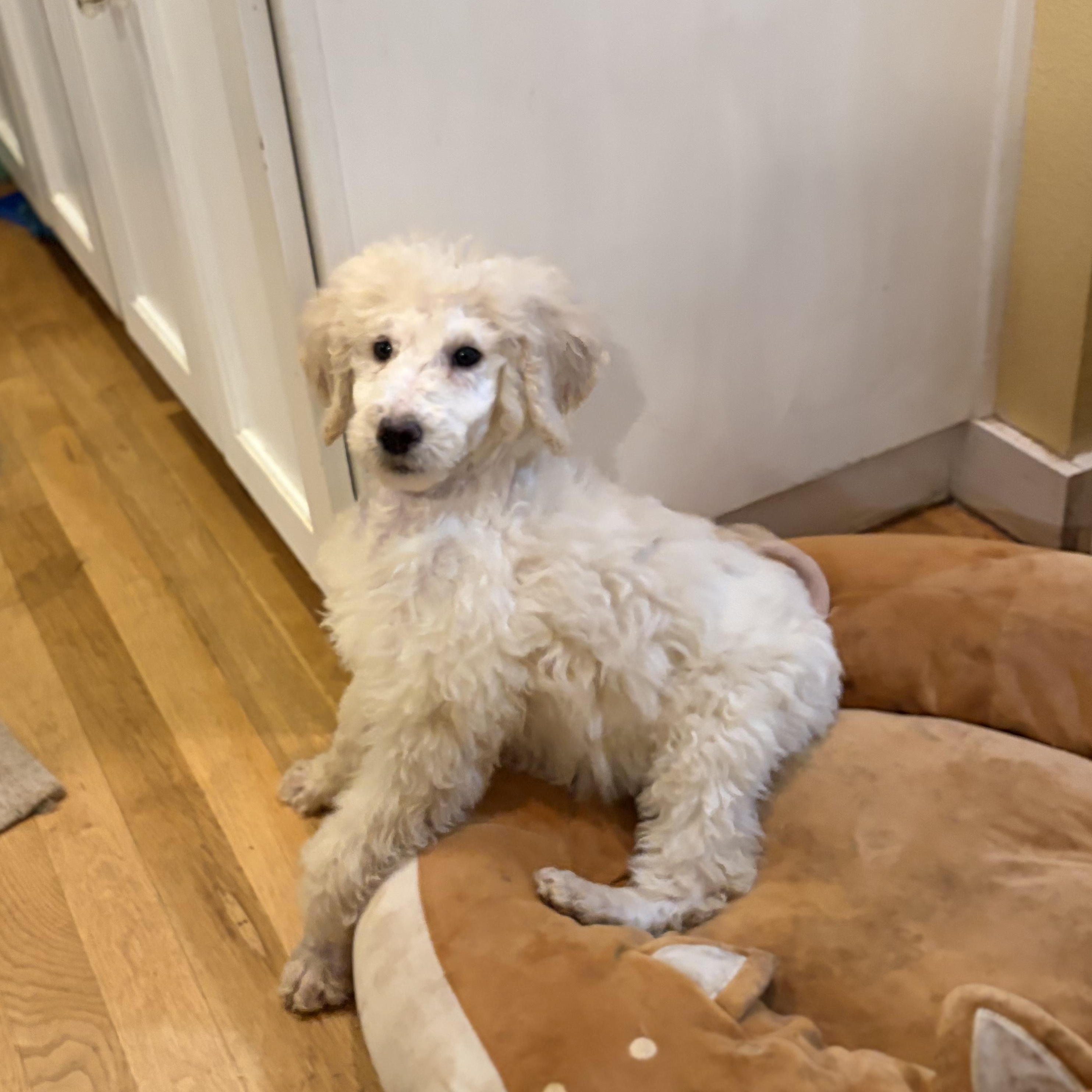 Chester, a ADOPTABLE Standard Poodle in Puyallup, WA image 2/3