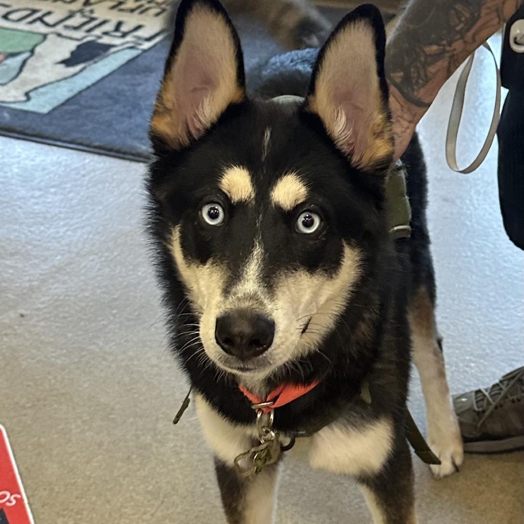 Lucas, Adoptable, Adult Male Siberian Husky.