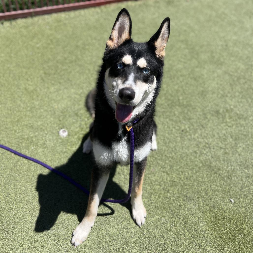 Enlarge Lucas, a Adoptable Siberian Husky in Upland, CA image 2/6