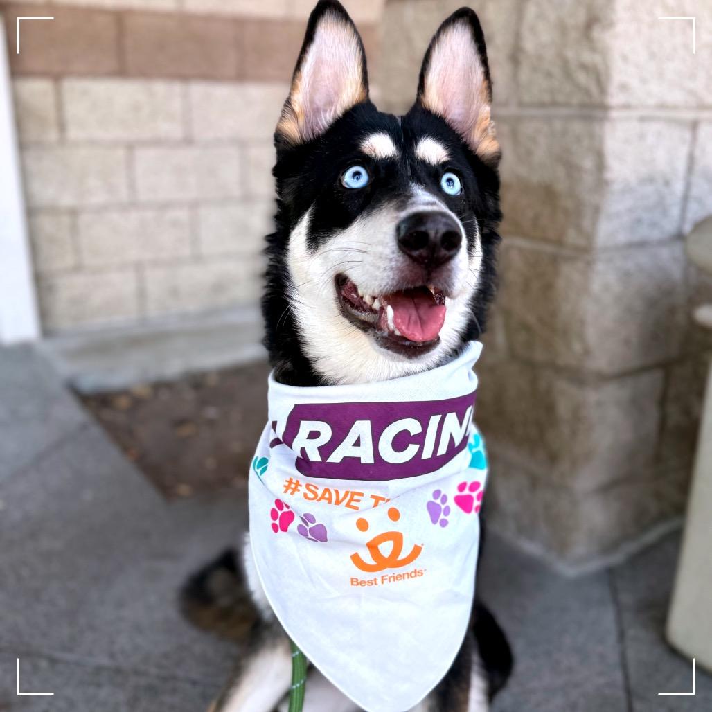 Enlarge Lucas, a Adoptable Siberian Husky in Upland, CA image 3/6