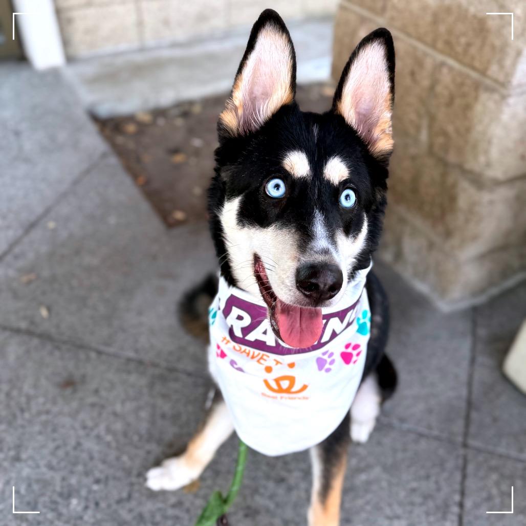Enlarge Lucas, a Adoptable Siberian Husky in Upland, CA image 4/6