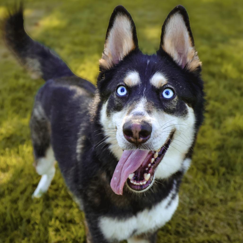 Enlarge Lucas, a Adoptable Siberian Husky in Upland, CA image 4/6