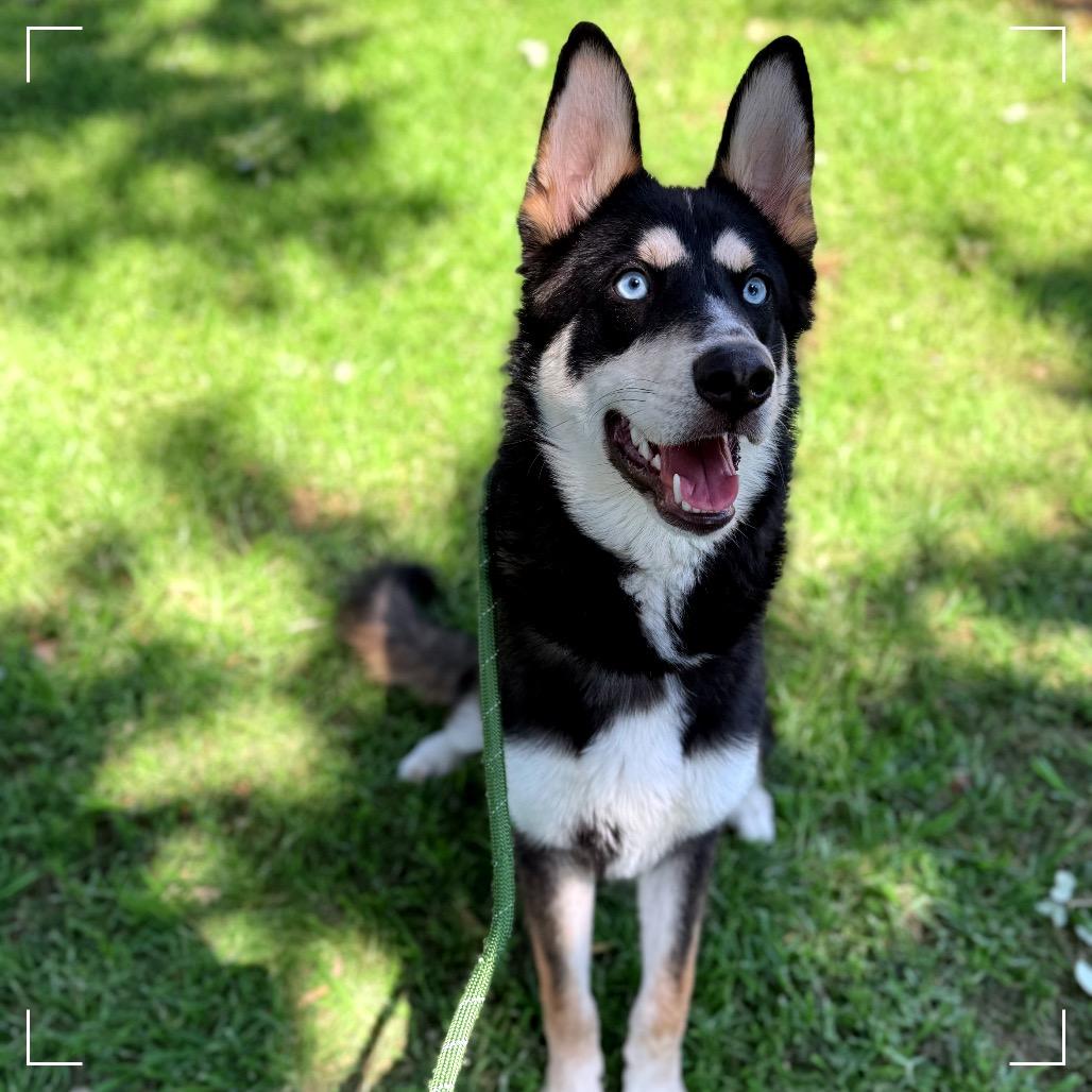 Enlarge Lucas, a Adoptable Siberian Husky in Upland, CA image 5/6