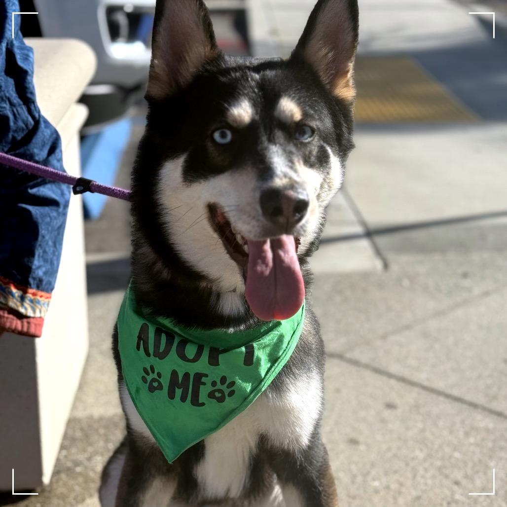 Enlarge Lucas, a Adoptable Siberian Husky in Upland, CA image 6/6