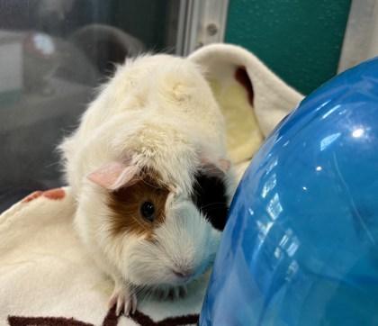 Mumbo, Adoptable, Adult Female Guinea Pig & Guinea Pig.