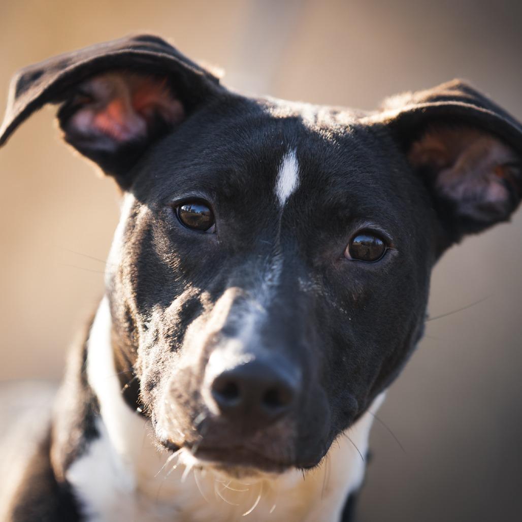 Enlarge "Little Man", a Adoptable mixed breed in Rossville, GA image 2/6