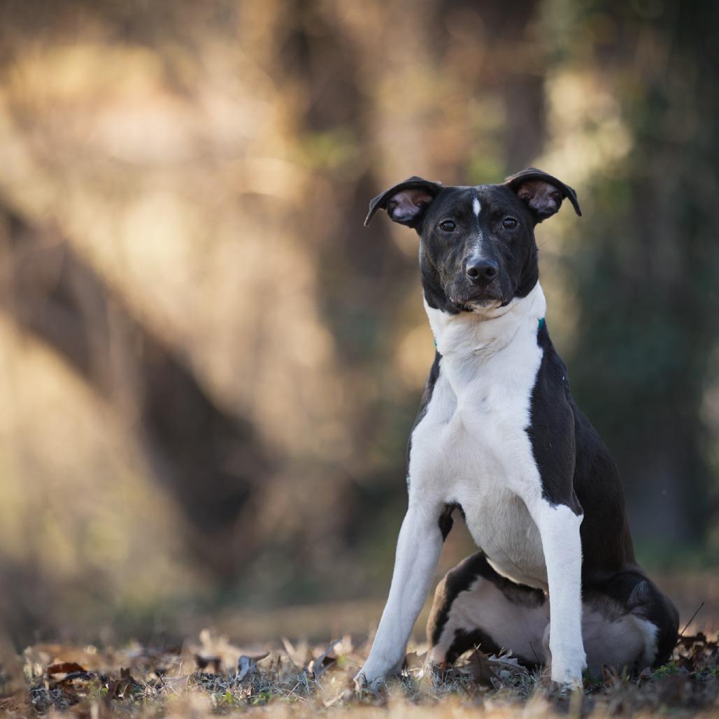 Enlarge "Little Man", a Adoptable mixed breed in Rossville, GA image 3/6