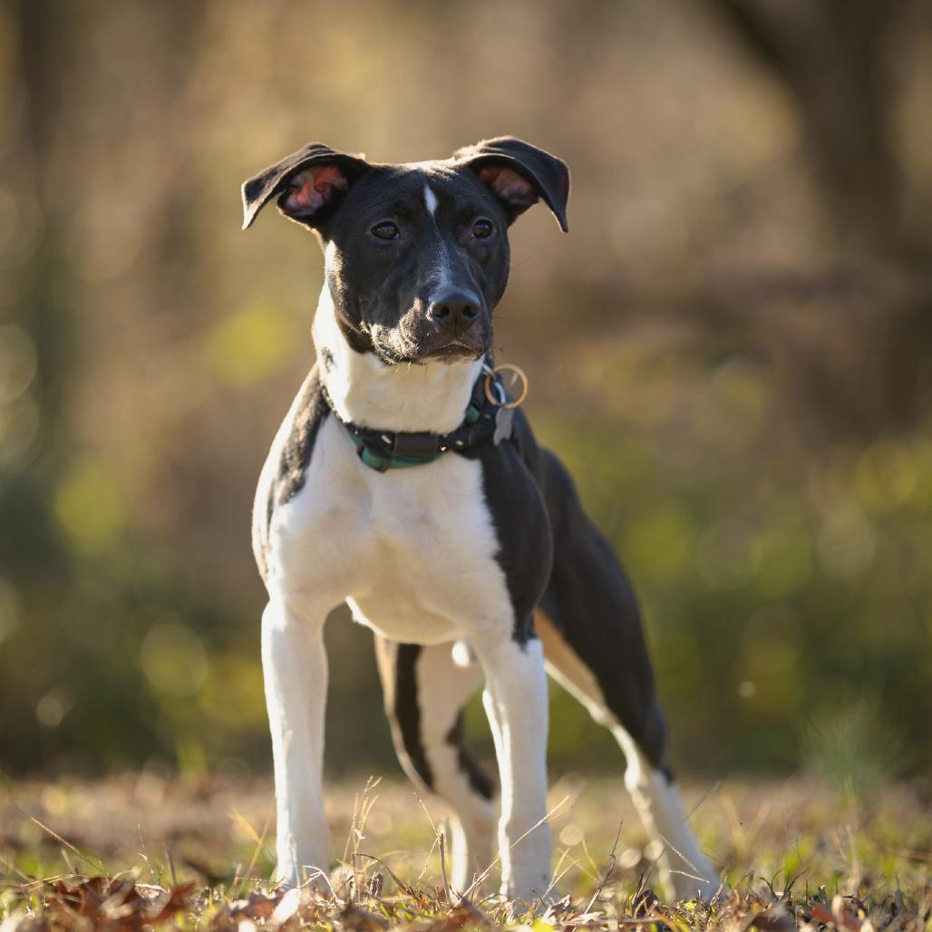 Enlarge "Little Man", a Adoptable mixed breed in Rossville, GA image 4/6