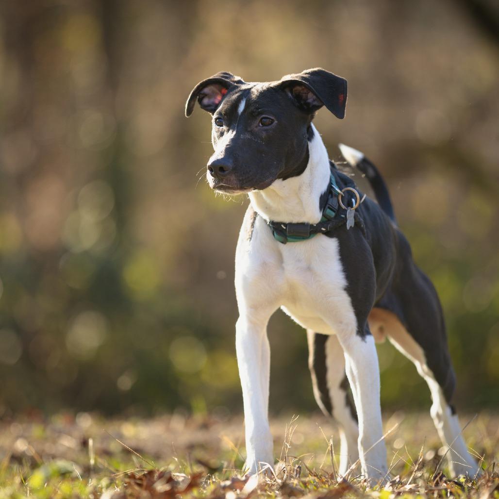 Enlarge "Little Man", a Adoptable mixed breed in Rossville, GA image 5/6