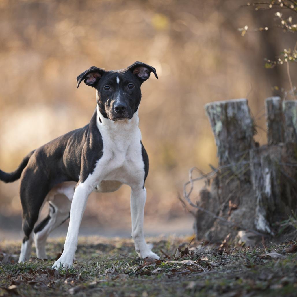 "Little Man", a Adoptable mixed breed in Rossville, GA image 5/6