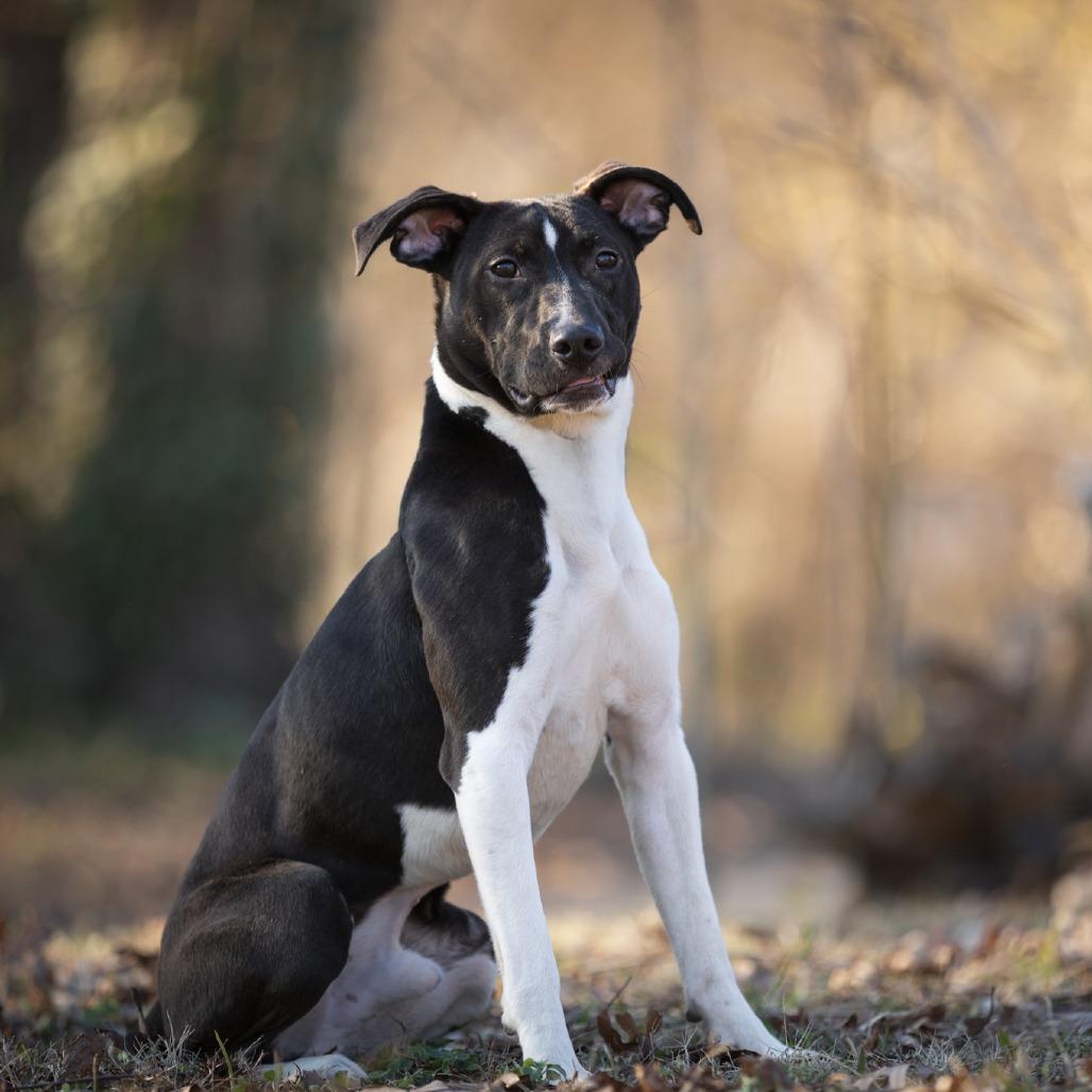 Enlarge "Little Man", a Adoptable mixed breed in Rossville, GA image 6/6