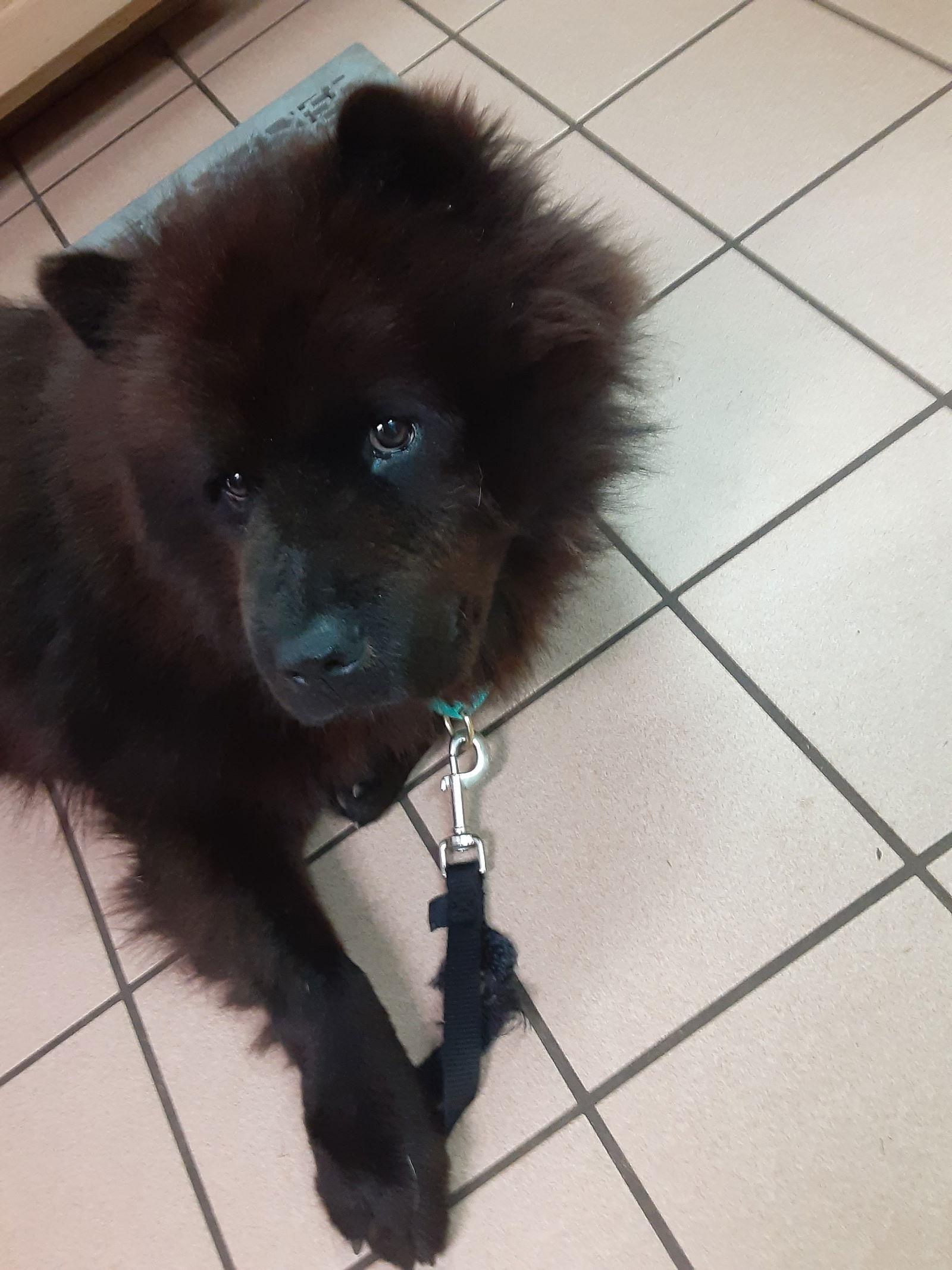 Enlarge HARLEY, a Adoptable Chow Chow in San Antonio, TX image 1/3