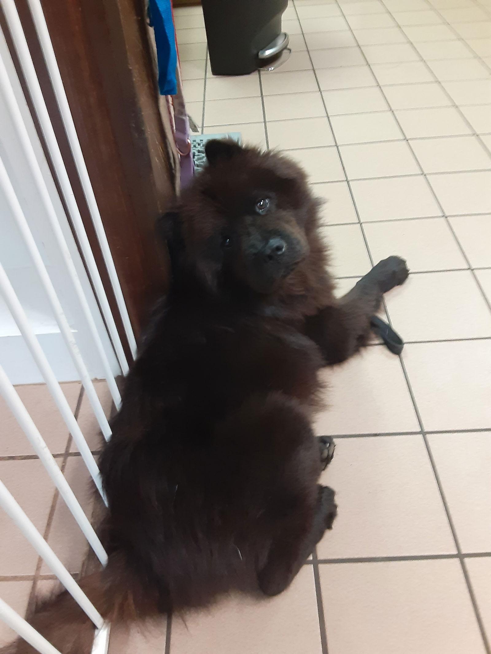 Enlarge HARLEY, a Adoptable Chow Chow in San Antonio, TX image 2/3