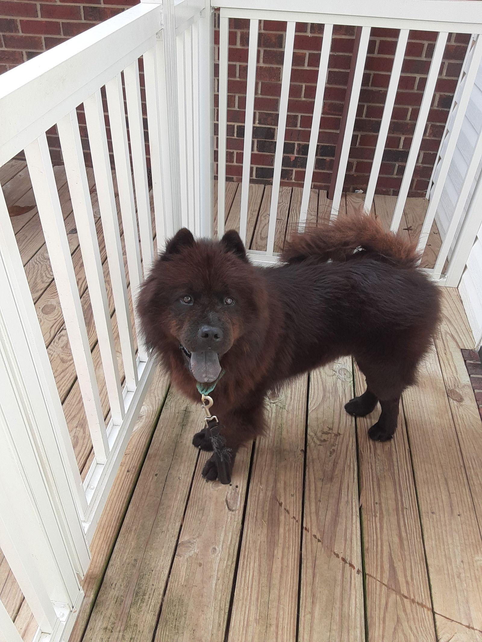 Enlarge HARLEY, a Adoptable Chow Chow in San Antonio, TX image 3/3