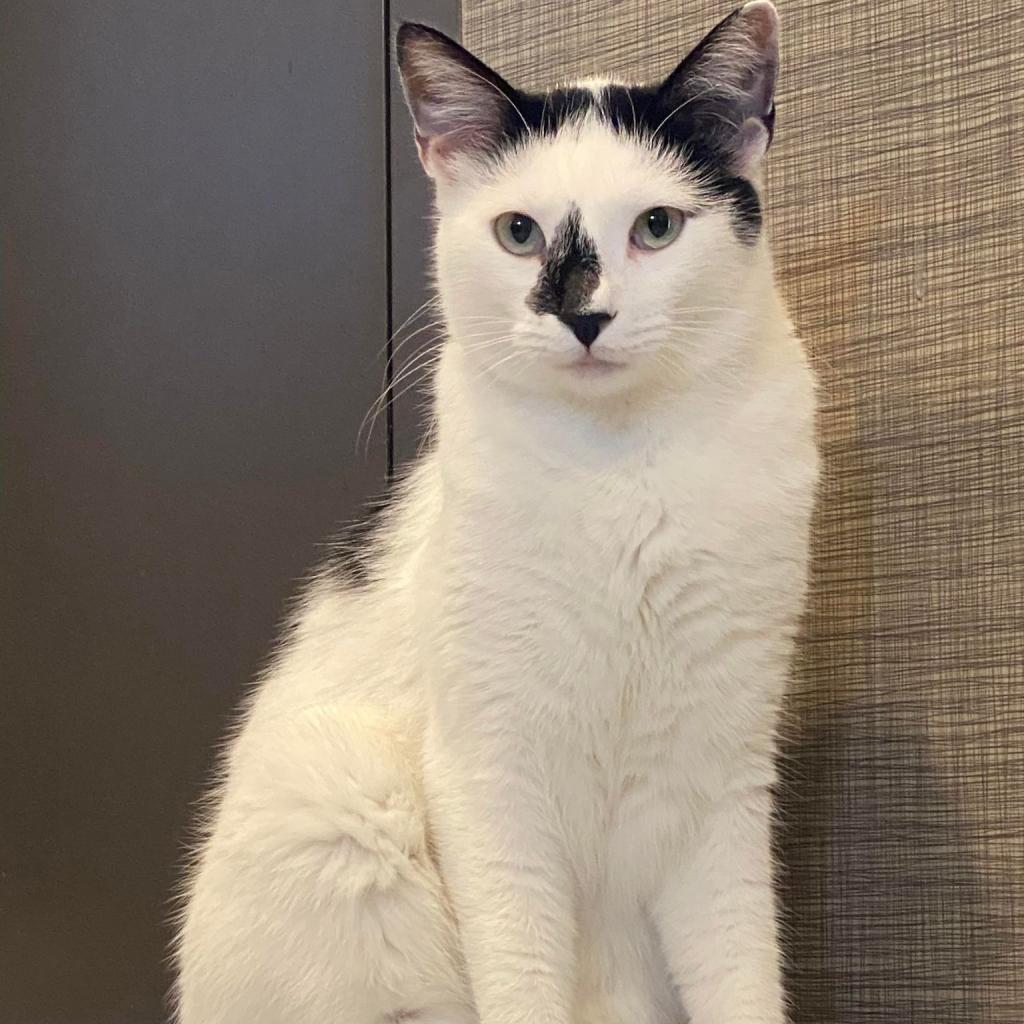 Enlarge Luwak, a Adoptable Domestic Short Hair in Tucson, AZ image 1/3