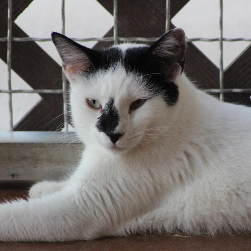 Enlarge Luwak, a Adoptable Domestic Short Hair in Tucson, AZ image 2/3