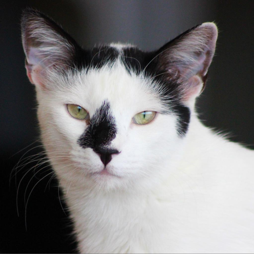 Enlarge Luwak, a Adoptable Domestic Short Hair in Tucson, AZ image 3/3