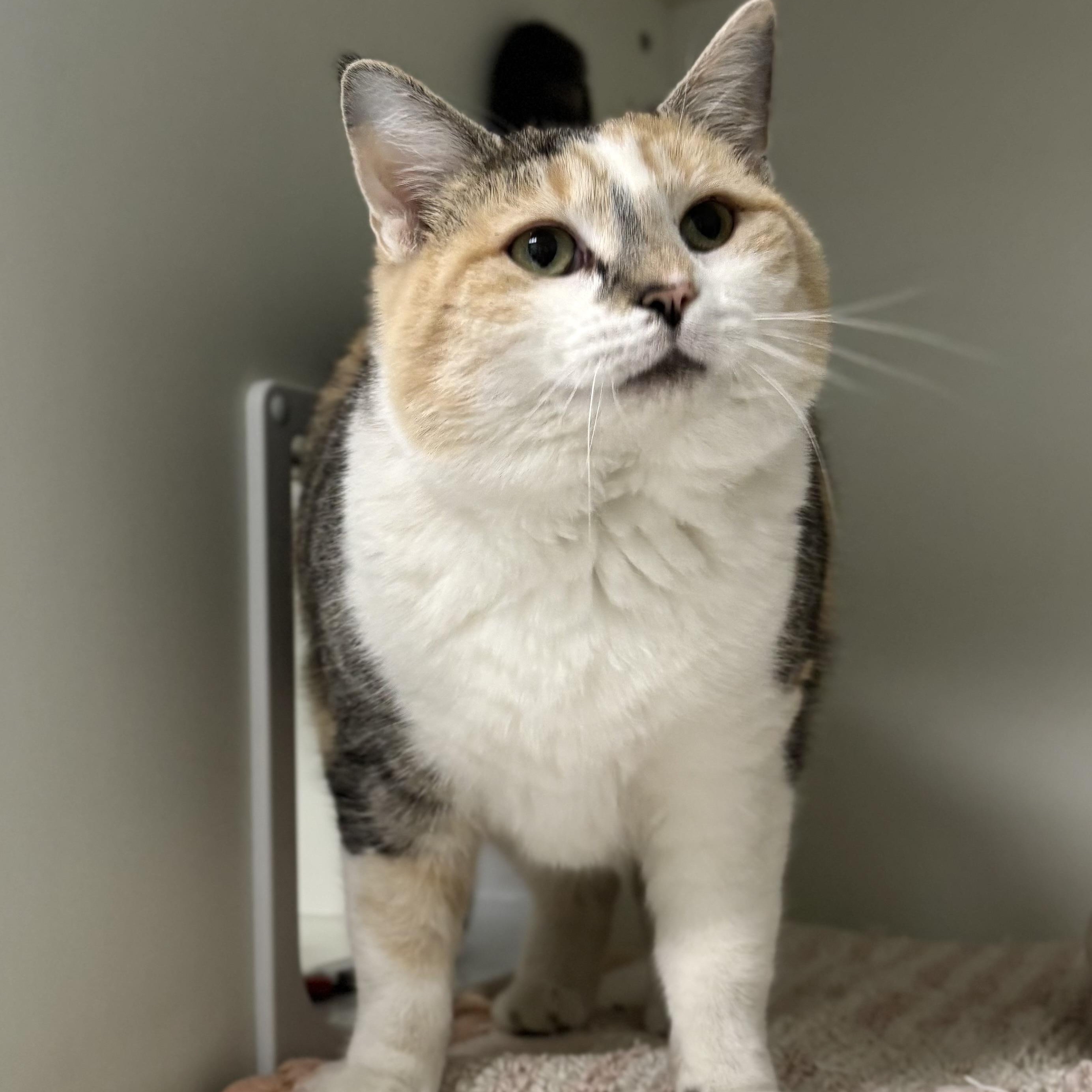 Chimal, ADOPTABLE, Adult Female Domestic Short Hair.