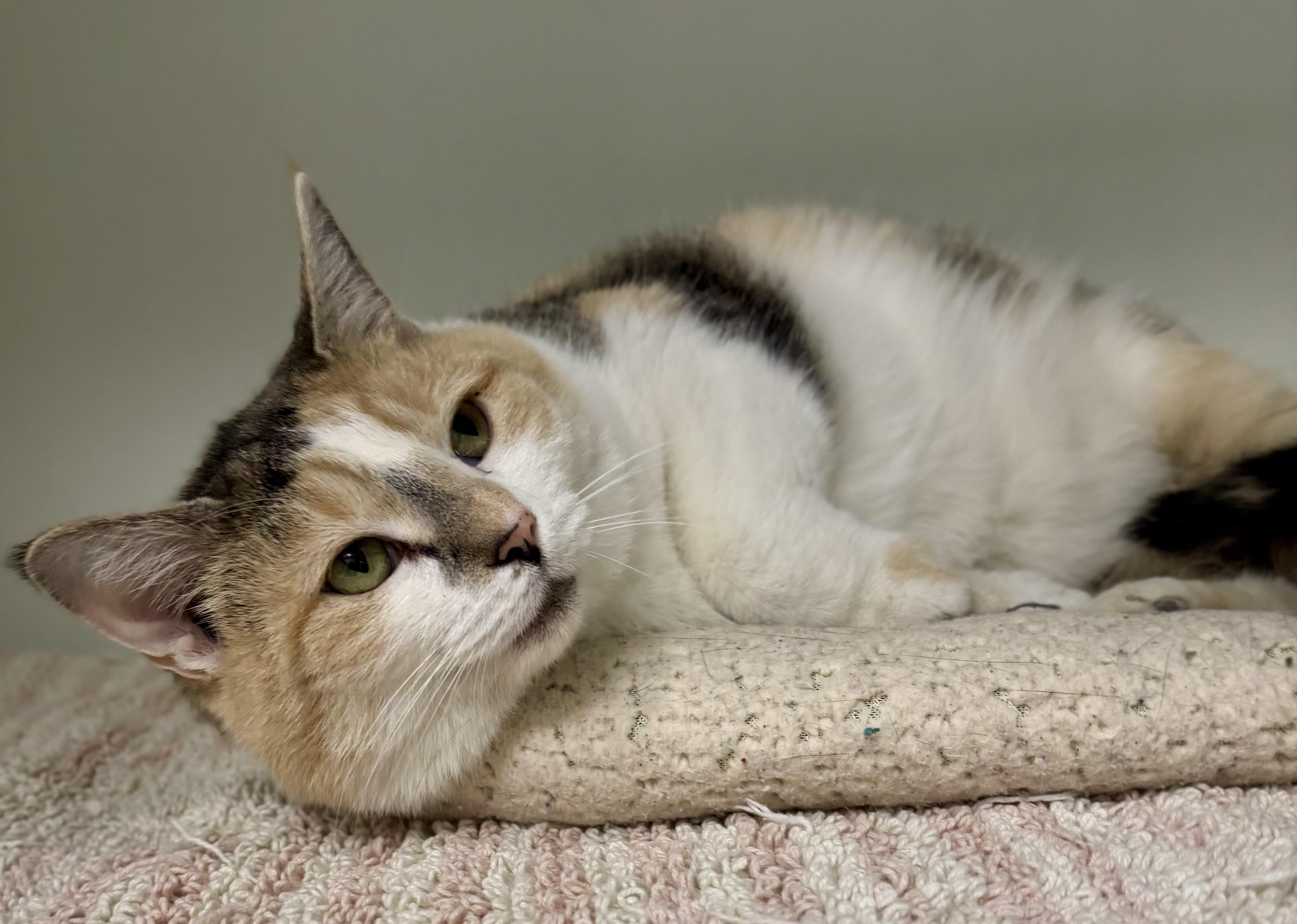 Enlarge Chimal, a ADOPTABLE Domestic Short Hair in Bardstown, KY image 3/6