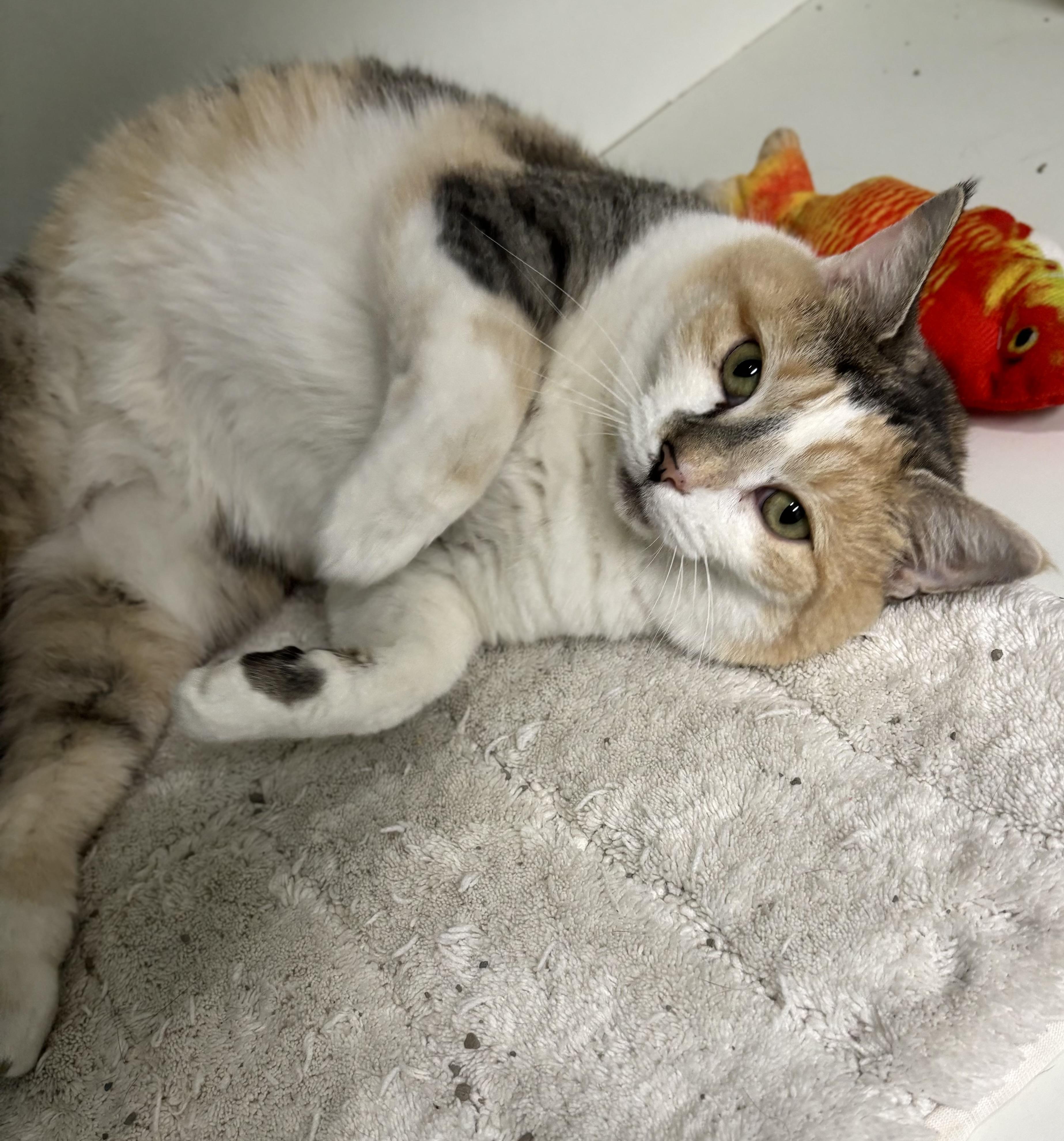 Enlarge Chimal, a ADOPTABLE Domestic Short Hair in Bardstown, KY image 5/6