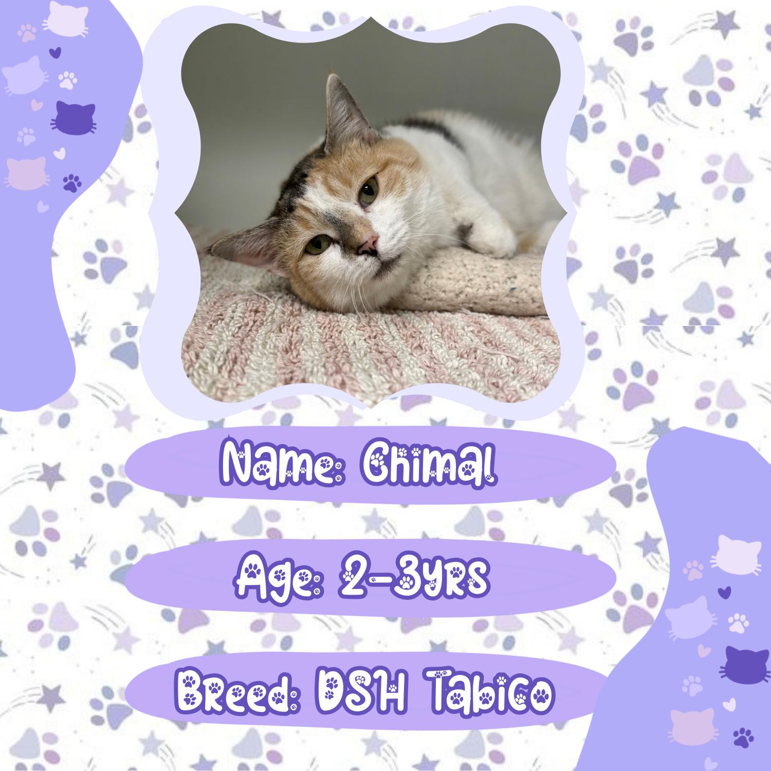 Enlarge Chimal, a ADOPTABLE Domestic Short Hair in Bardstown, KY image 2/6