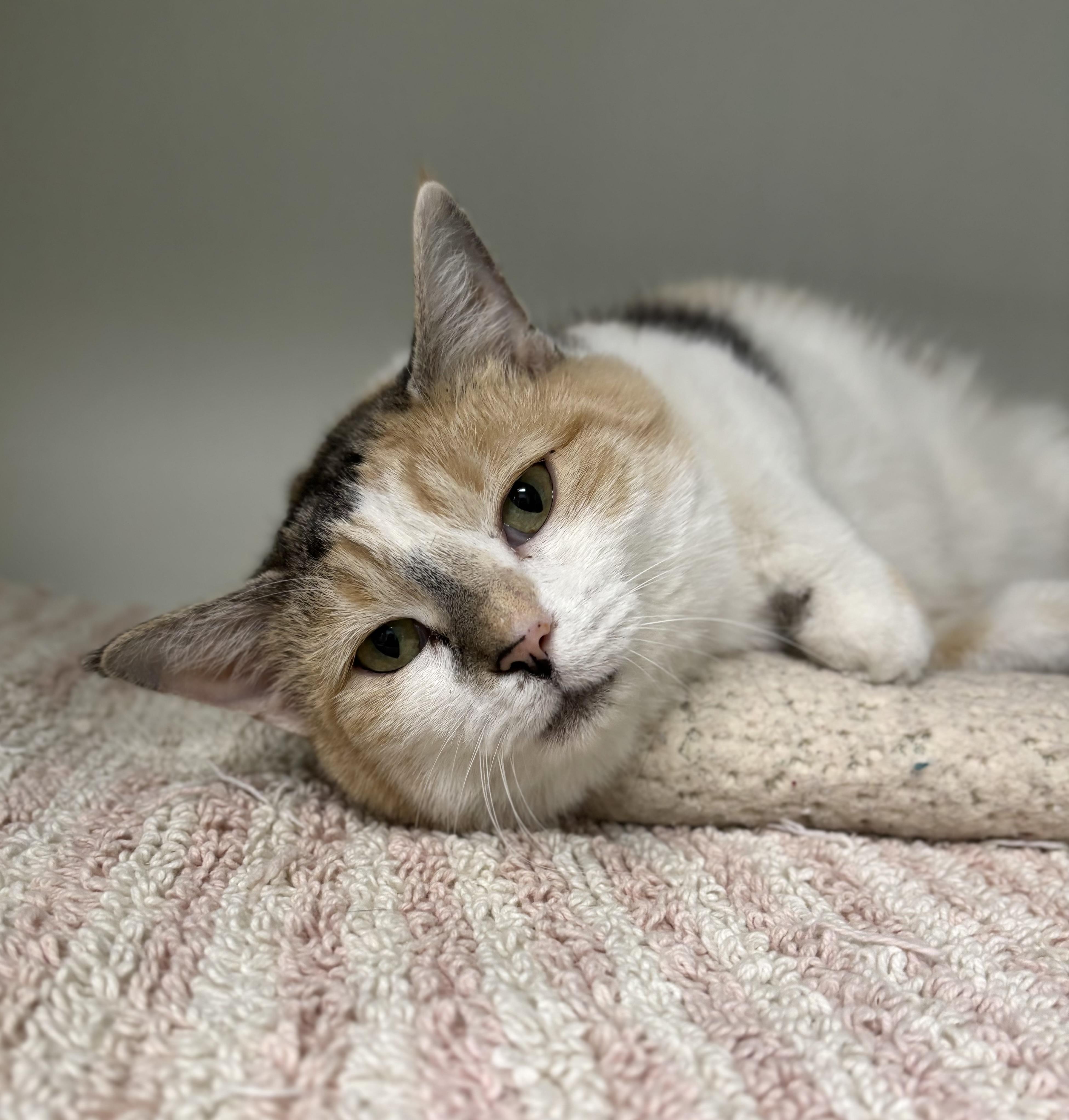 Enlarge Chimal, a ADOPTABLE Domestic Short Hair in Bardstown, KY image 6/6