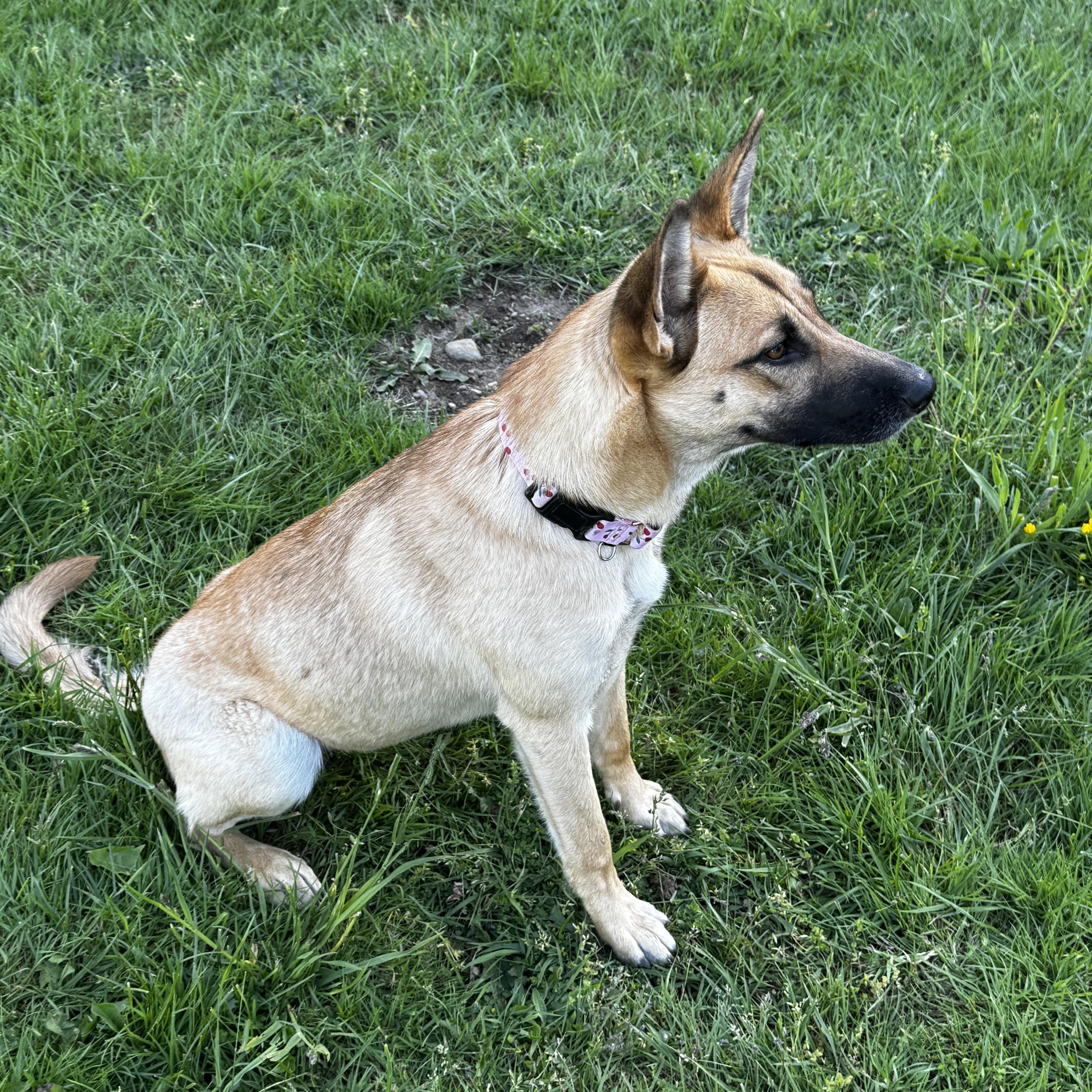Enlarge Kim, an adopted mixed breed in Ferndale, WA image 4/5