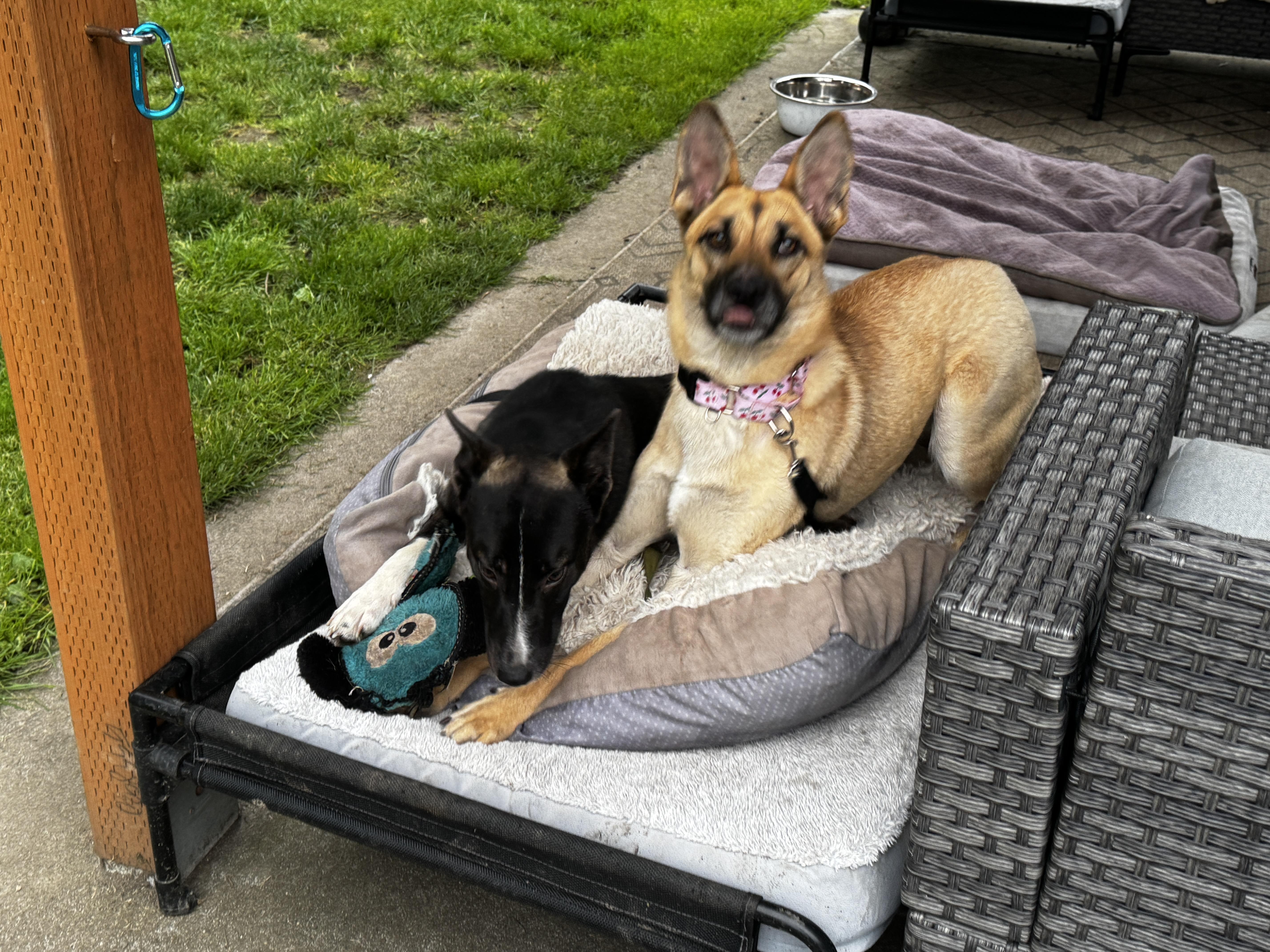Enlarge Kim, an adopted mixed breed in Ferndale, WA image 3/5