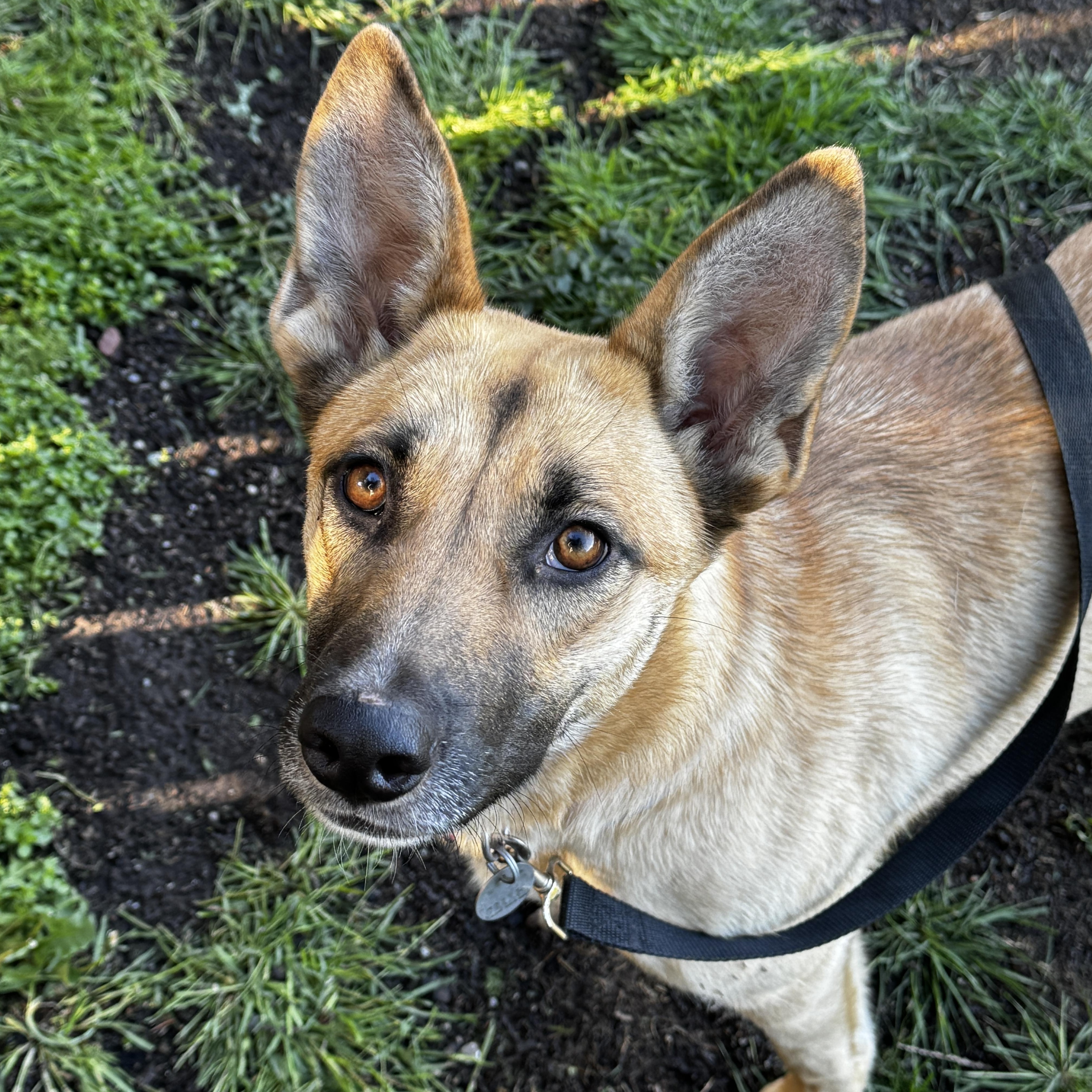 Kim, adopted, Young Female Shepherd.