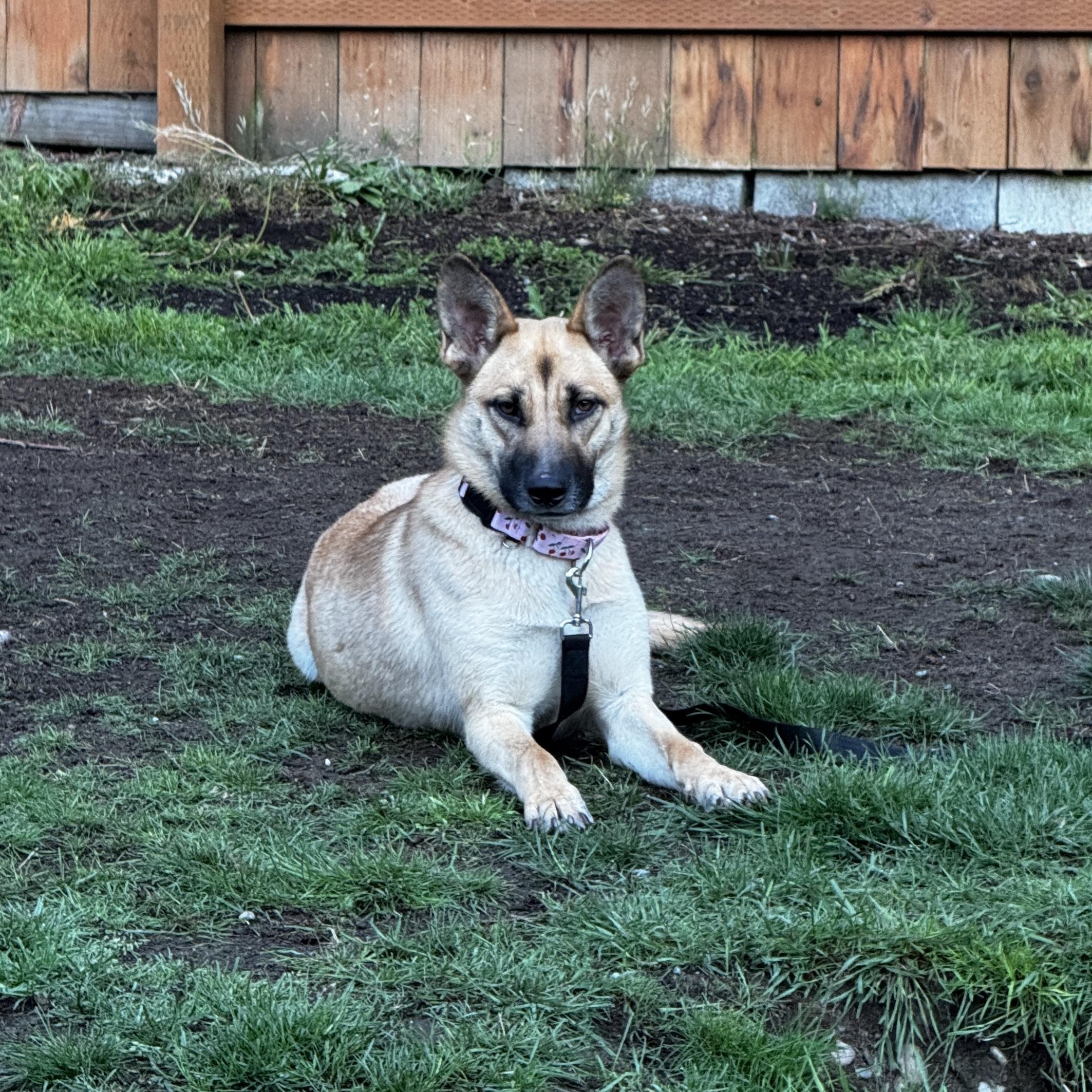 Enlarge Kim, an adopted mixed breed in Ferndale, WA image 2/5