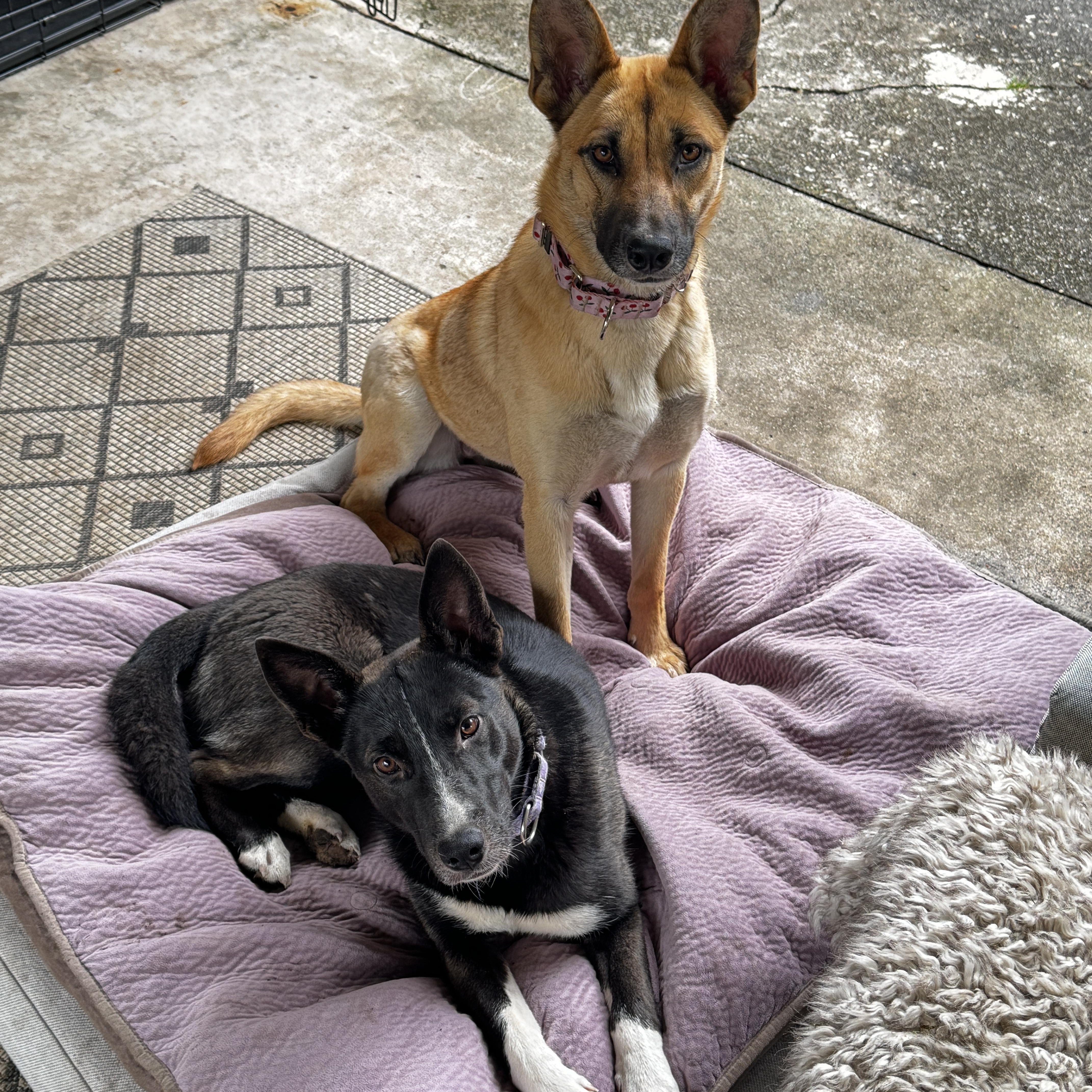 Enlarge Kim, an adopted mixed breed in Ferndale, WA image 5/5