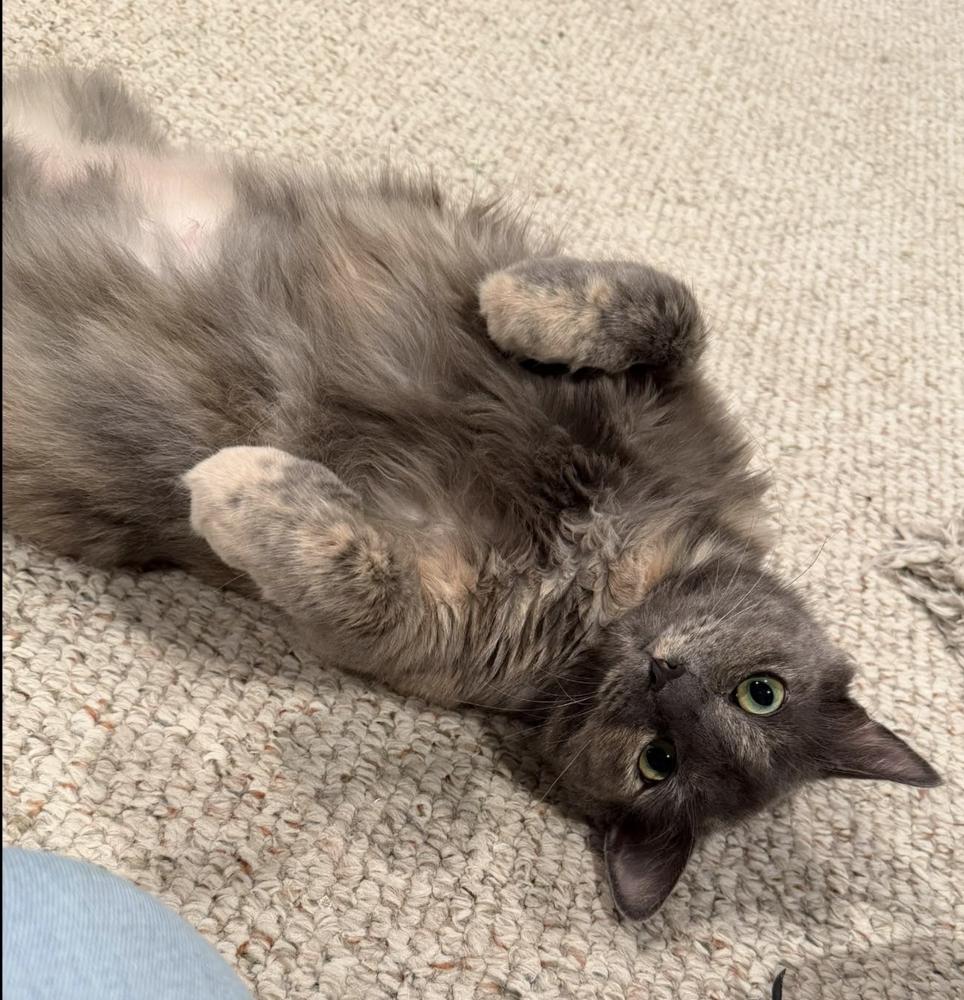 Rumours: Stevie Nicks, Adoptable, Adult Female Domestic Medium Hair & Domestic Short Hair.