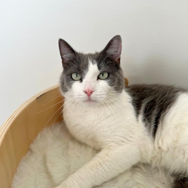 Lucy, a ADOPTABLE Domestic Short Hair in Port Chester, NY image 2/5