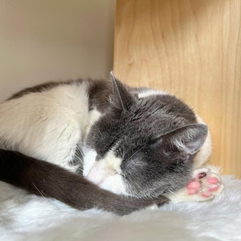 Enlarge Lucy, a ADOPTABLE Domestic Short Hair in Port Chester, NY image 3/3