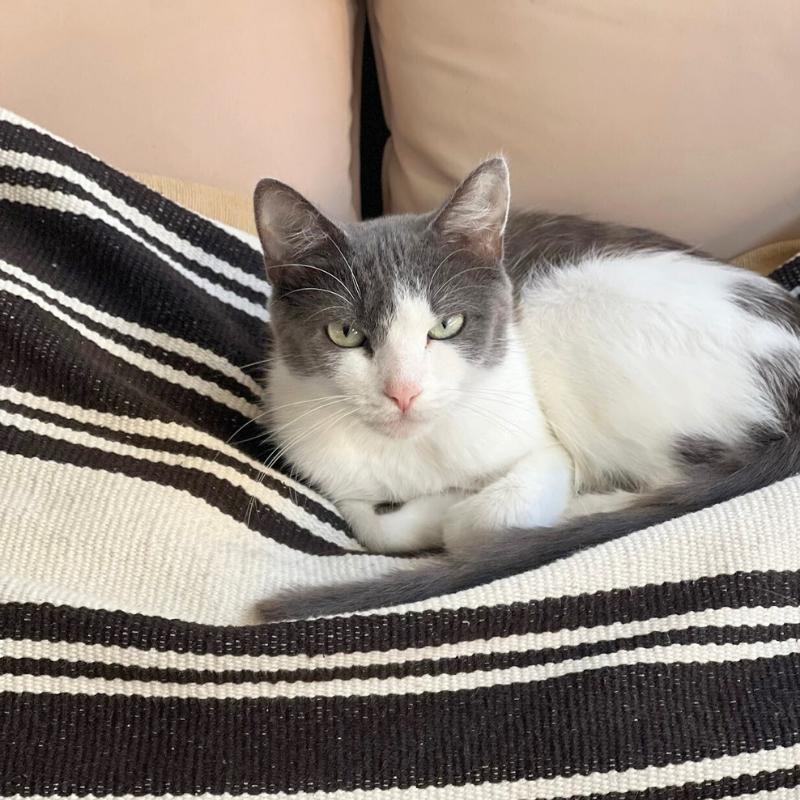 Enlarge Lucy, a ADOPTABLE Domestic Short Hair in Port Chester, NY image 3/4