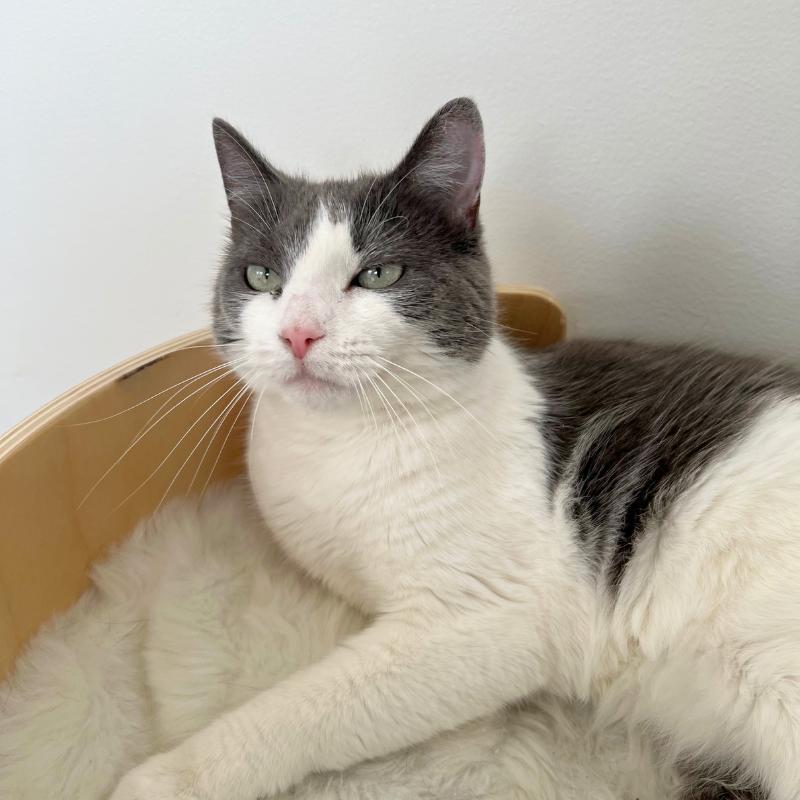 Lucy, a ADOPTABLE Domestic Short Hair in Port Chester, NY image 5/5