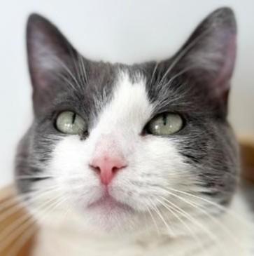 Lucy, a ADOPTABLE Domestic Short Hair in Port Chester, NY image 1/6