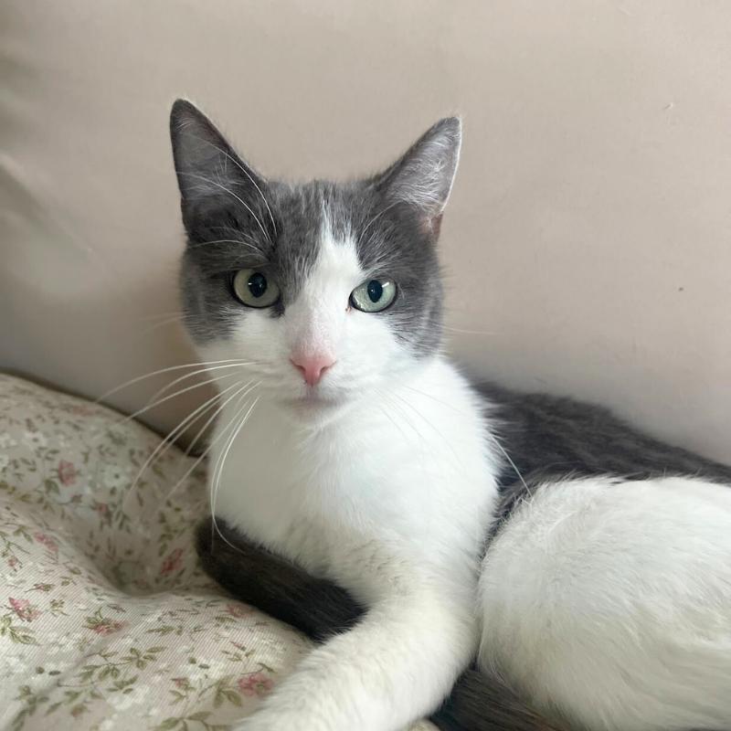 Lucy, ADOPTABLE, Young Female Domestic Short Hair.