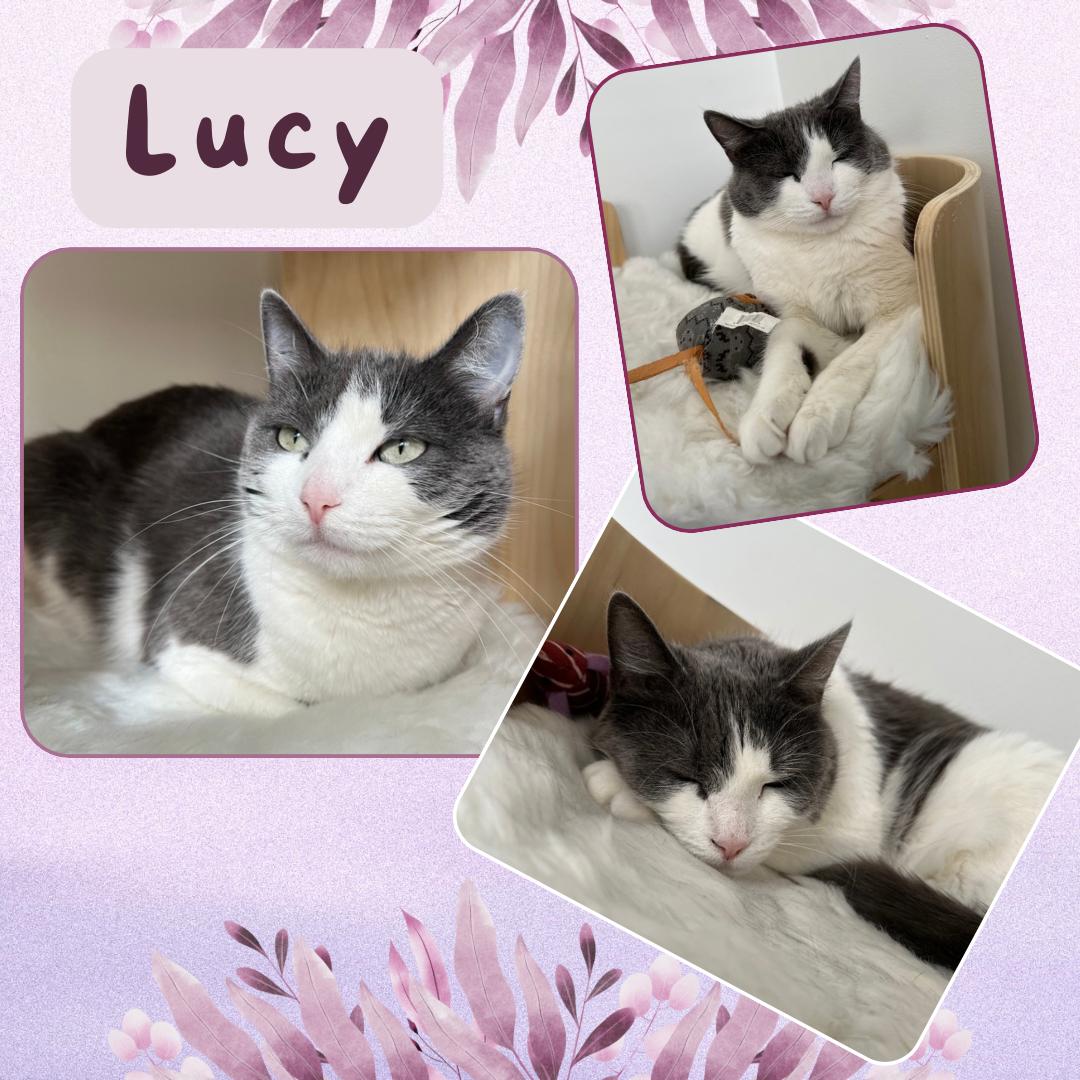 Lucy, ADOPTABLE, Young Female Domestic Short Hair.