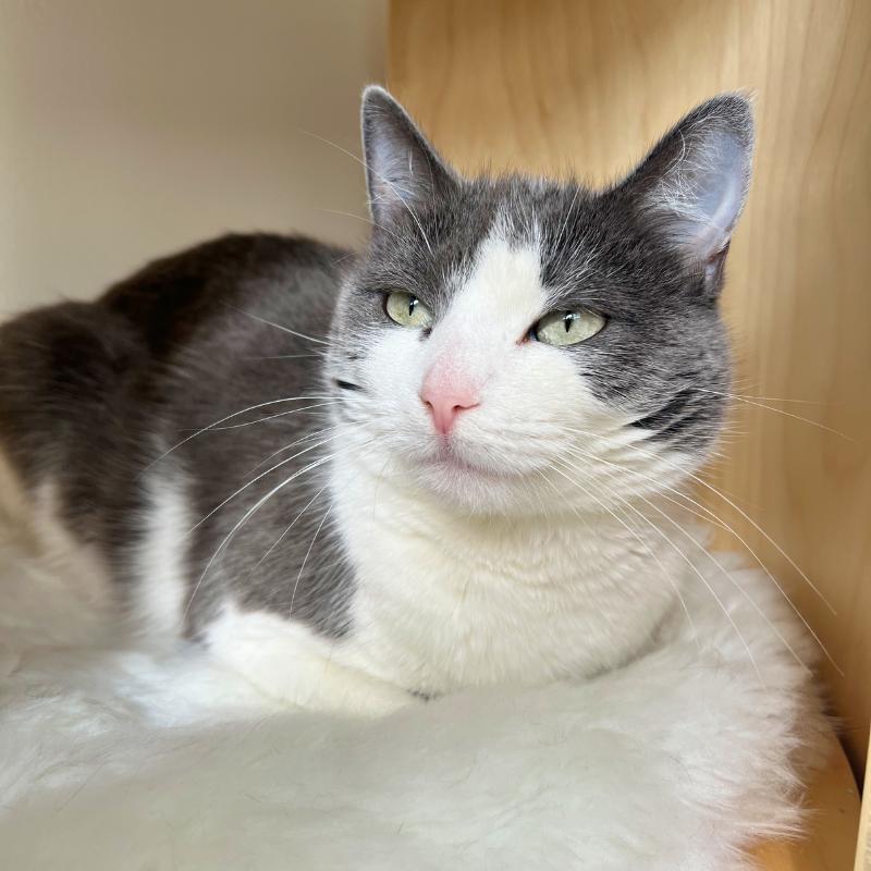 Lucy, ADOPTABLE, Young Female Domestic Short Hair.