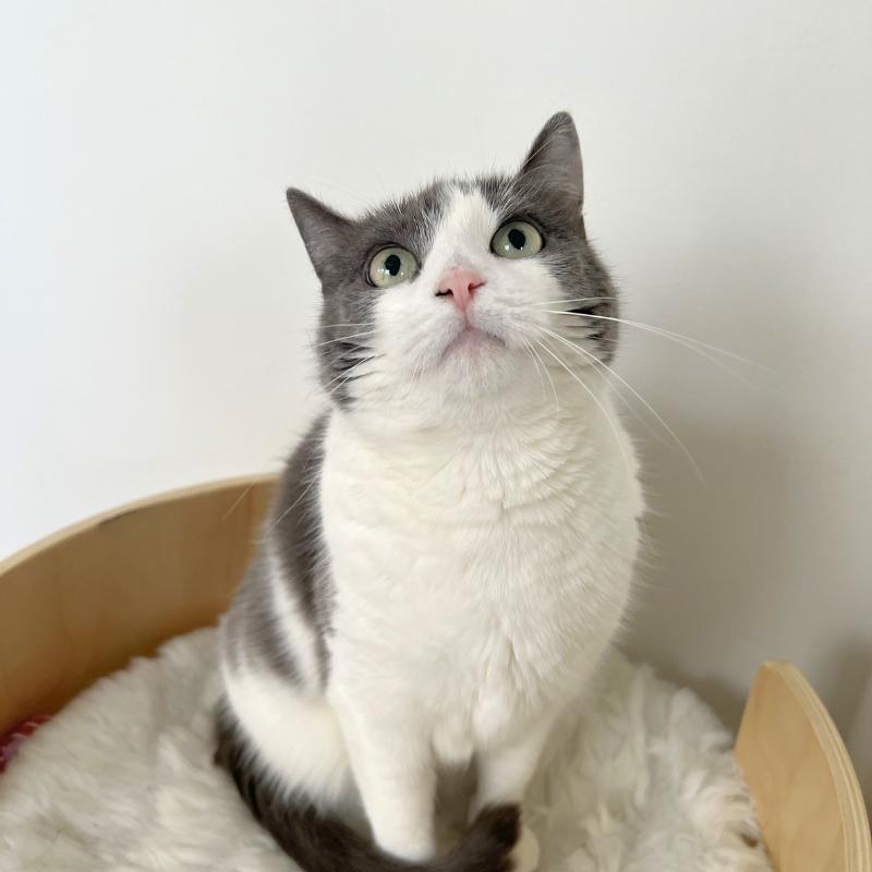 Lucy, a ADOPTABLE Domestic Short Hair in Bronx, NY image 3/3