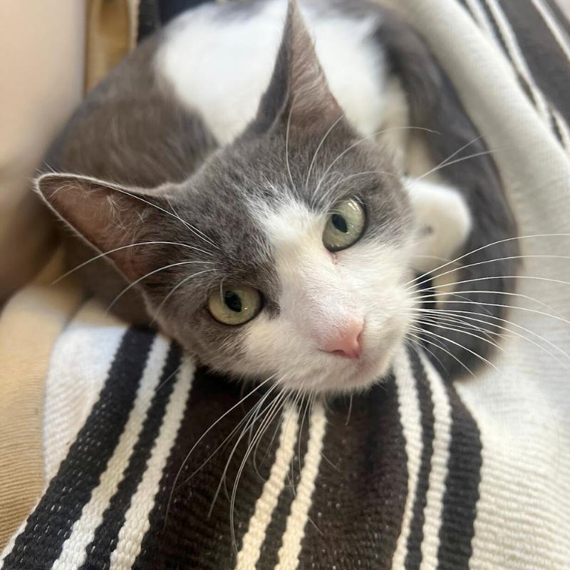 Enlarge Lucy, a ADOPTABLE Domestic Short Hair in Port Chester, NY image 2/4