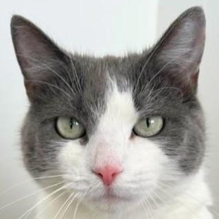 Lucy, a ADOPTABLE Domestic Short Hair in Port Chester, NY image 2/6