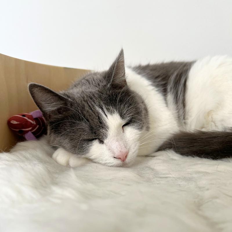 Lucy, a ADOPTABLE Domestic Short Hair in Bronx, NY image 2/3