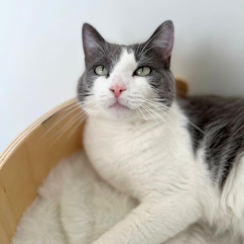 Lucy, a ADOPTABLE Domestic Short Hair in Port Chester, NY image 3/5