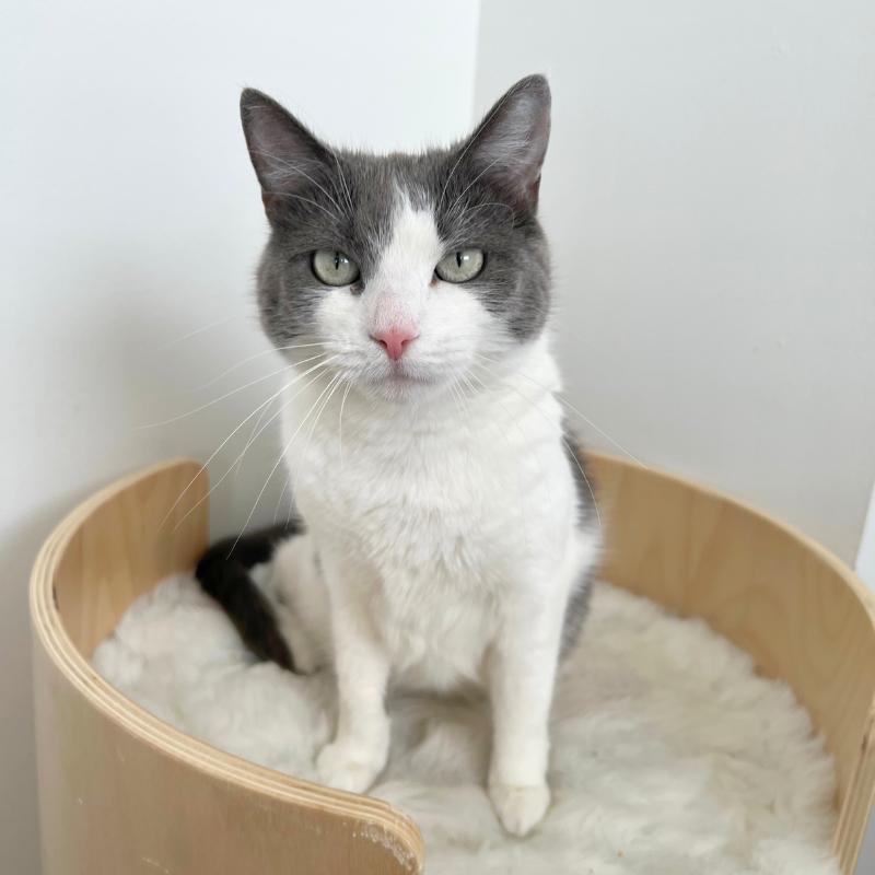 Lucy, ADOPTABLE, Young Female Domestic Short Hair.